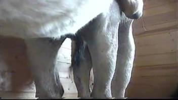 Brutal XXX porn featuring horse sex with real animals in savage scenes