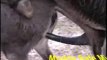 Enjoy viewing authentic animal intercourse between two large farm beasts