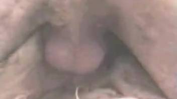 Intense bestiality video at home featuring the aroused canine