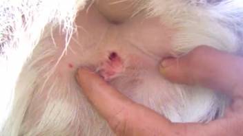 Guy records his fingers sliding into a dog's narrow rear end
