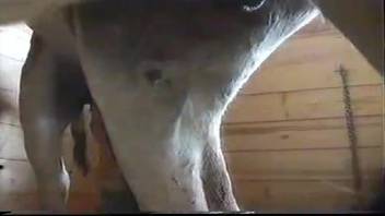 Massive stallion dick primed for excitement in equine adult film XXX video