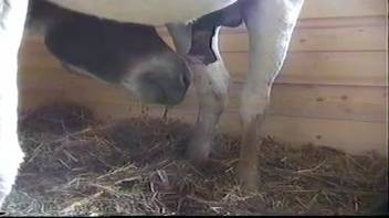Male horse climbs onto mare and thrusts into her pussy