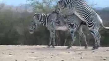 Zebras banging in the wilderness as a turned-on animal fetish enthusiast films them