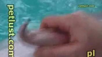 Dude jerks this dolphin's oddly-shaped penis in front of the cam