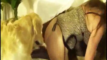 Stunning well-trained canine laps at the snug damp pussy of an elegant blonde babe