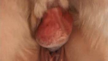 Skinny mature woman penetrated in all orifices by her dog's rigid cock
