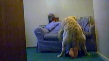 Girl wearing unique jeans pounded on the ground by a Golden Retriever