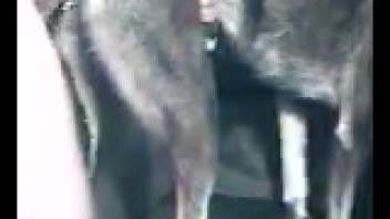 Detailed footage of a guy banging his lustful canine