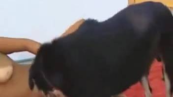 Curvy dark-haired vixens dividing a canine's enormous erection atop the mattress