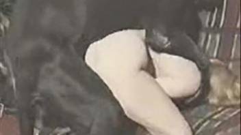 Buff Great Dane pounds attractive domina from behind