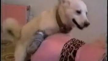 Blonde animal lover with massive breasts has sex with an aroused canine