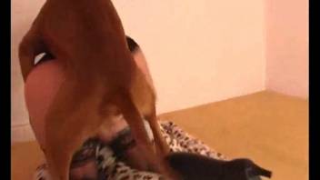 Collection of attractive whores banged by dogs in rear-entry position