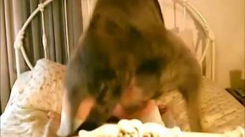 Curvy vixen with a bouncy ass gets pounded roughly by a canine on the mattress