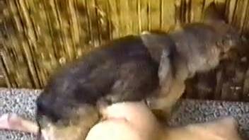 A tan hound bangs a brunette babe on the mattress