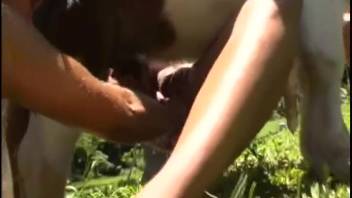Savage equine erotica in animal park sequences amid open-air adult films