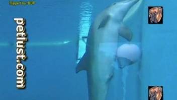 underwater animal porn fetish scenes with the horny dolphin