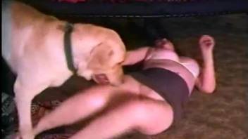 Golden Retriever has fun with his mistress in living room