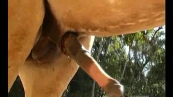 Long-haired blonde gladly sucks horse's joystick in fresh air