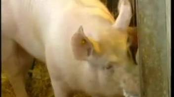 Short featurette highlighting the sexiest swine studs and their hog cocks
