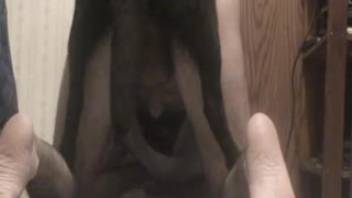 Obedient and skilled canine penetrates animal lover's narrow opening from the rear