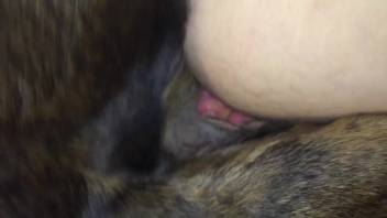 Guy's slick rear end is penetrated by a naughty canine