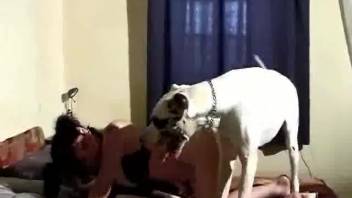 Trashy brown-haired slut has her butthole stretched wide open by a well-endowed canine