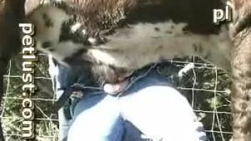 Horny farmer is dead set on fucking this cow