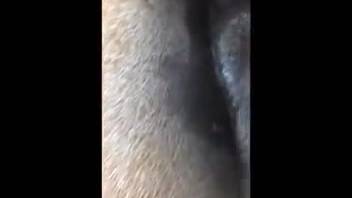 Curious young girl tonguing a mare's intimate area