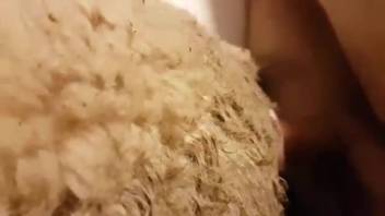 Aroused ewe has her soaked cunt pounded roughly