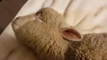 Horny sheep gets its wet pussy fucked violently