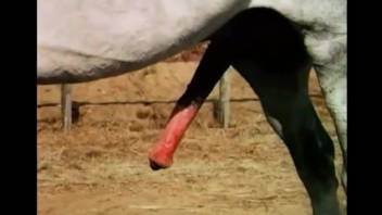 Stallion with a thick cock gaping a horny mare