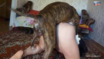 Shaved pussy beast lover roughly pounded by a tiny dog