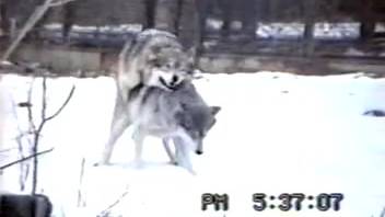 Man at the zoo records two wolves having sex