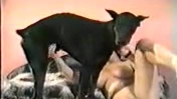 Up-close footage of a dark canine servicing a female's vagina