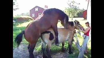 Pair of horses savoring intense outdoor copulation