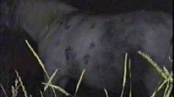 Guy with a massive cock banging a white female horse after dark