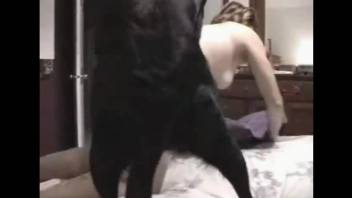 Black dog destroying this chick's juicy pussy