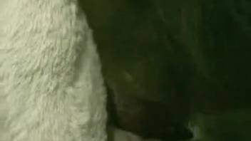 Mischievous woman blows and screws canine dick