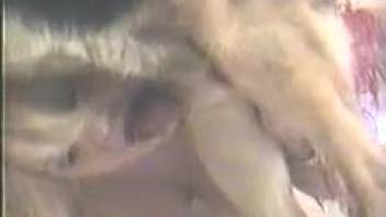 Golden-haired beast-loving babe giving head and savoring semen