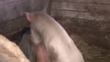Swine bangs a guy's snug tiny butthole in a stable