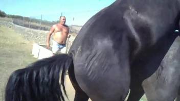 Black horse fucking a very horny mare from behind