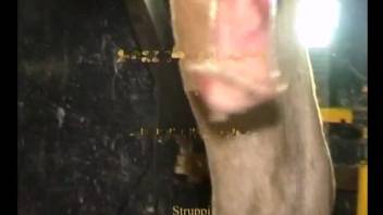 tramp in black stockings banging a well-hung stallion