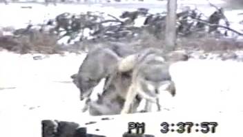 Hidden camera clip featuring wolves obsessed with intense fucking