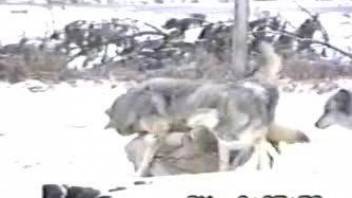 Voyeur video focusing on wolves that love hard sex