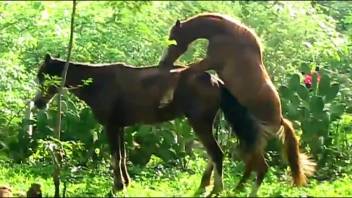 Stud horse bangs mare while bestiality fan records it