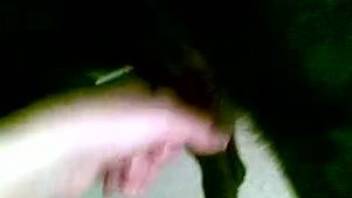 Zoophile stroking animal's dick in a POV video