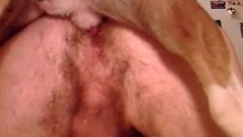 Serious dog anal for a naked amateur male