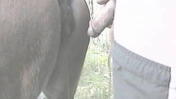 Hung dude shoves his cock deep inside of this mare's pussy