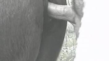 Chestnut filly with a snug slit gets banged by a dude