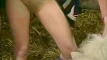 Aroused rural chicks banging an adorable little pony
